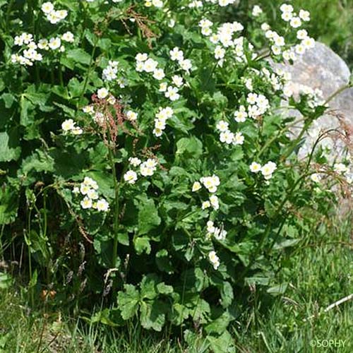 Renoncule à feuilles d'Aconit - Ranunculus aconitifolius