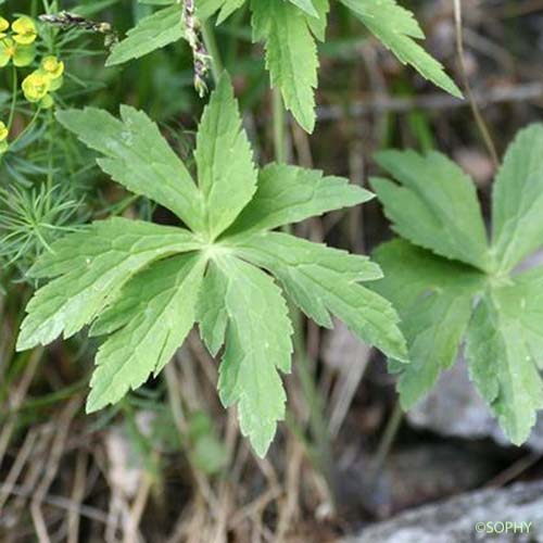 Renoncule à feuilles d'Aconit - Ranunculus aconitifolius