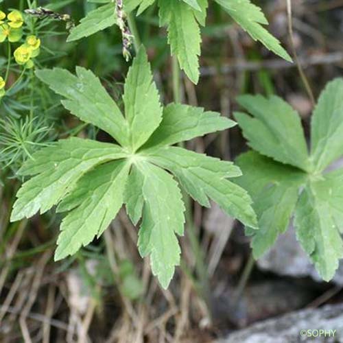 La Renoncule à feuilles d'Aconit - Ranunculus aconitifolius -  quelle-est-cette-fleur.com