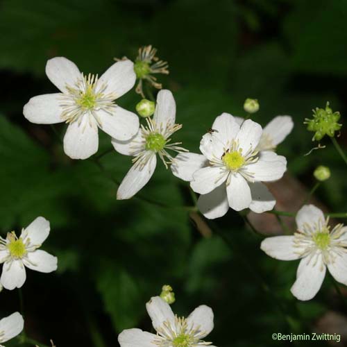 Renoncule à feuilles de platane - Ranunculus platanifolius