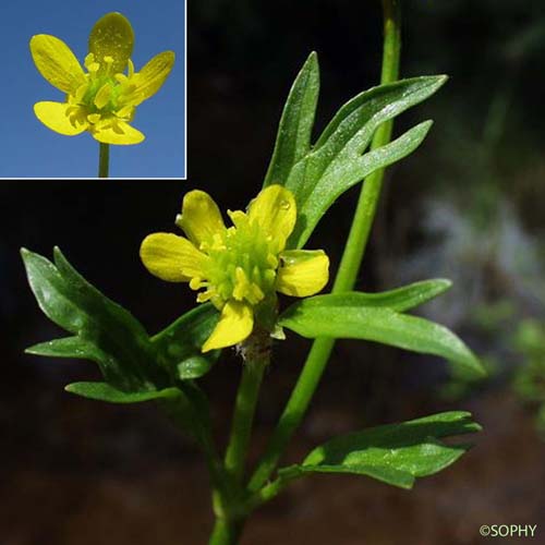 Renoncule à petites pointes - Ranunculus muricatus