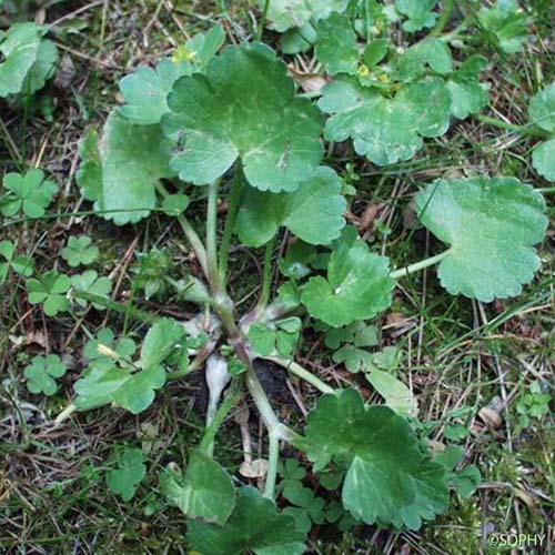 Renoncule à petites pointes - Ranunculus muricatus