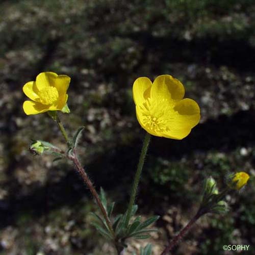 Renoncule bulbeuse - Ranunculus bulbosus