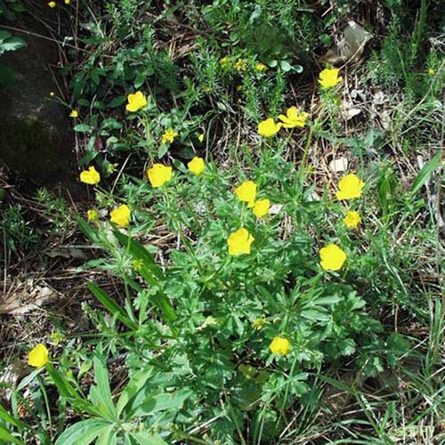 Renoncule bulbeuse - Ranunculus bulbosus