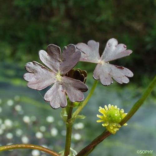 Renoncule de Lenormand - Ranunculus omiophyllus