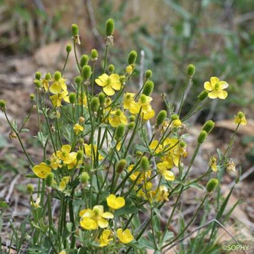 Renoncule de Montpellier - Ranunculus monspeliacus