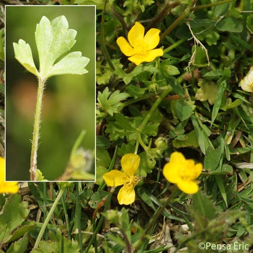 Renoncule de Sardaigne - Ranunculus sardous