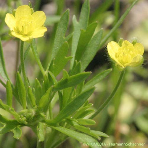 Renoncule des champs - Ranunculus arvensis