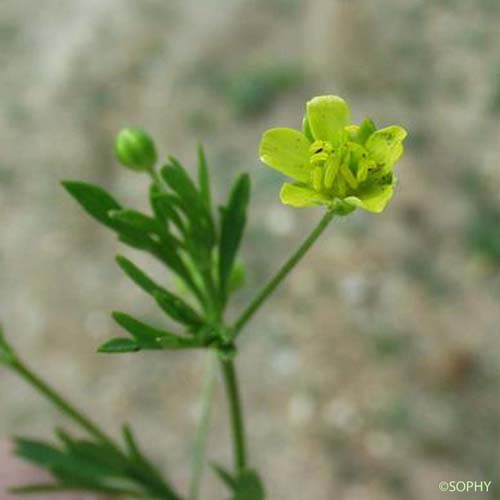 Renoncule des champs - Ranunculus arvensis