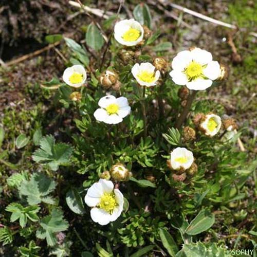 Renoncule des glaciers - Ranunculus glacialis