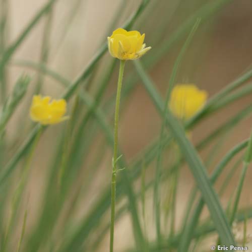 Renoncule des marais - Ranunculus paludosus