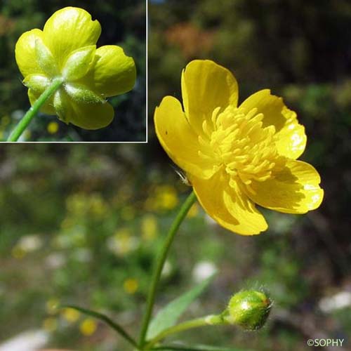 Renoncule des montagnes - Ranunculus montanus