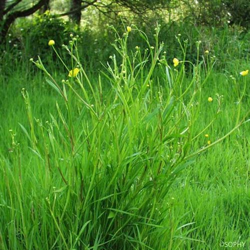 Renoncule Flammette - Ranunculus flammula var. flammula