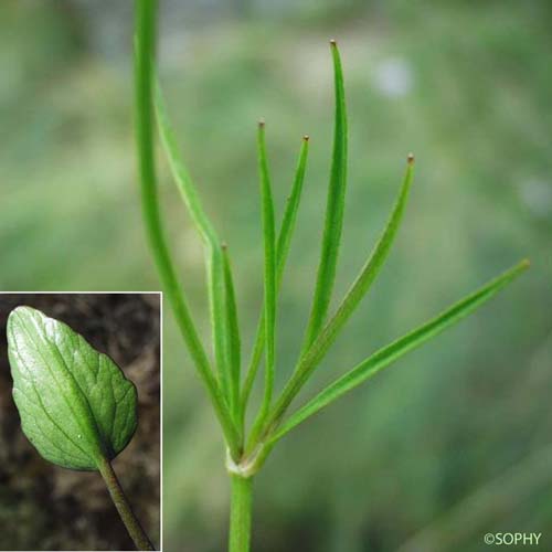 Renoncule Flammette - Ranunculus flammula var. flammula