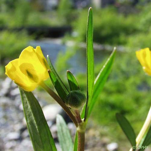 Renoncule rampante - Ranunculus repens