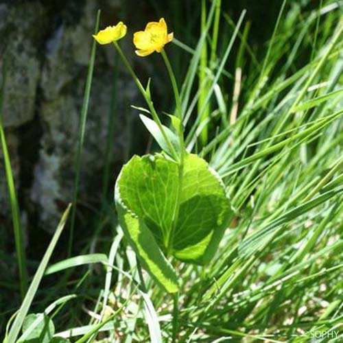 Renoncule Thora - Ranunculus thora