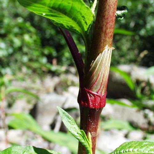 Renouée à feuilles d'Oseille - Persicaria lapathifolia