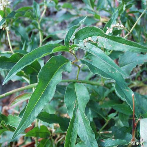 Renouée des Alpes - Koenigia alpina