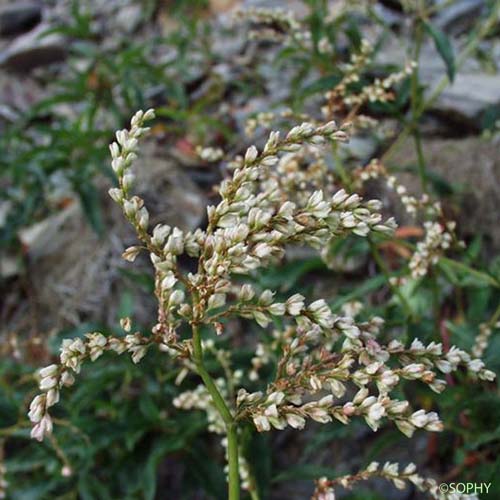 Renouée des Alpes - Koenigia alpina