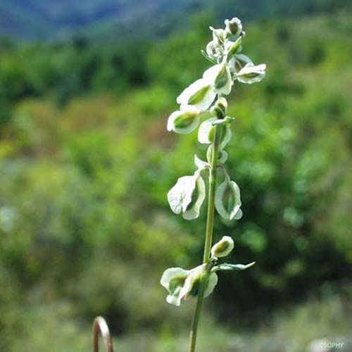 Renouée des haies - Fallopia dumetorum