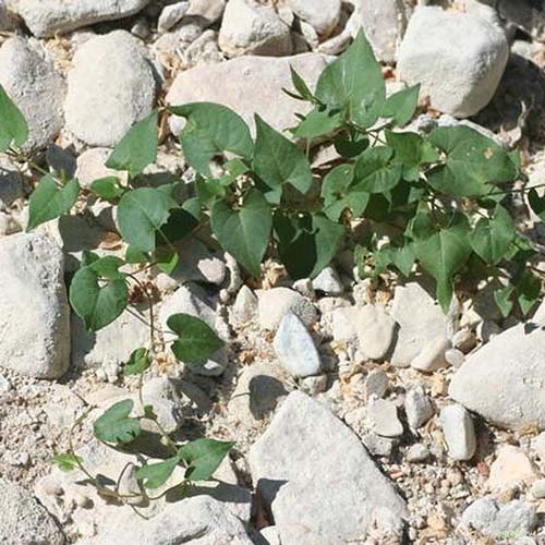 Renouée des haies - Fallopia dumetorum