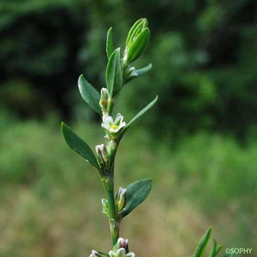 Renouée des oiseaux - Polygonum aviculare subsp. aviculare