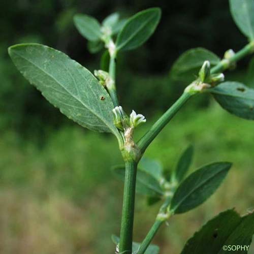 Renouée des oiseaux - Polygonum aviculare subsp. aviculare