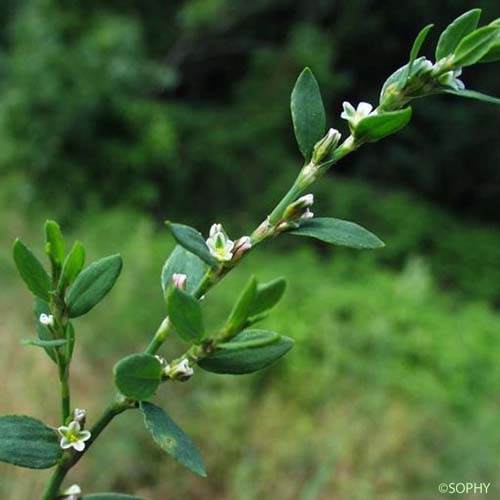 Renouée des oiseaux - Polygonum aviculare subsp. aviculare