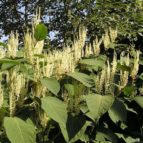 Renouée du Japon - Reynoutria japonica