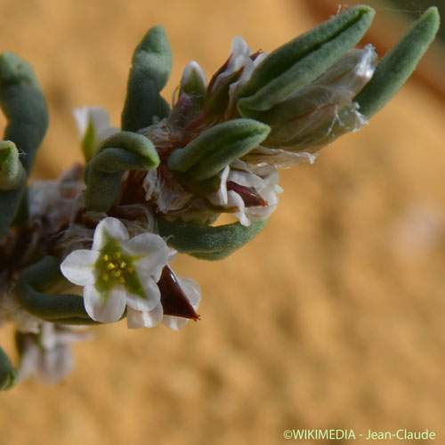 Renouée maritime - Polygonum maritimum