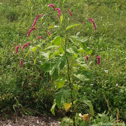 Renouée orientale - Persicaria orientalis