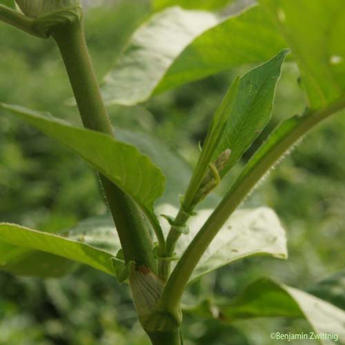 Renouée orientale - Persicaria orientalis