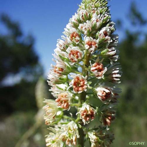 Réséda blanc - Reseda alba subsp. alba