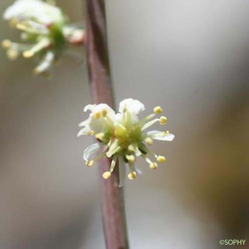 Réséda glauque - Reseda glauca