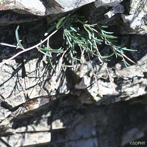 Réséda glauque - Reseda glauca