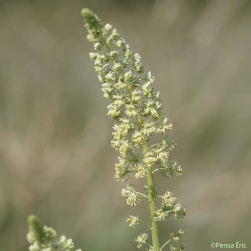 Réséda jaune - Reseda lutea