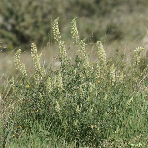 Réséda jaune - Reseda lutea subsp. lutea