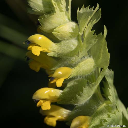 Rhinanthe Crête-de-coq - Rhinanthus alectorolophus