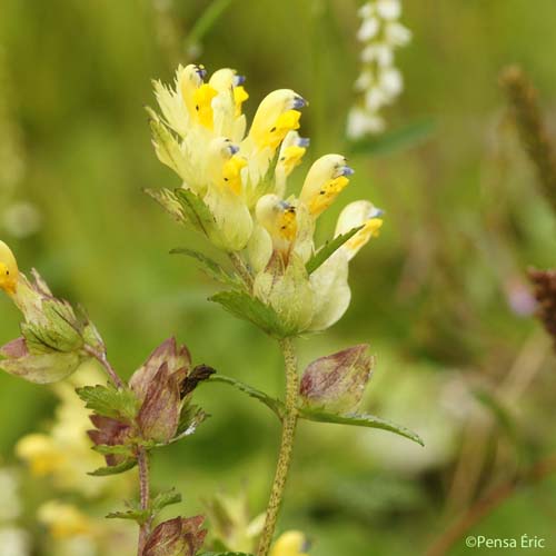 Rhinanthe à feuilles étroites - Rhinanthus angustifolius