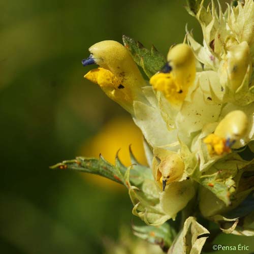 Rhinanthe à feuilles étroites - Rhinanthus angustifolius