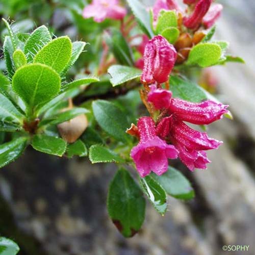 Rhododendron cilié - Rhododendron hirsutum