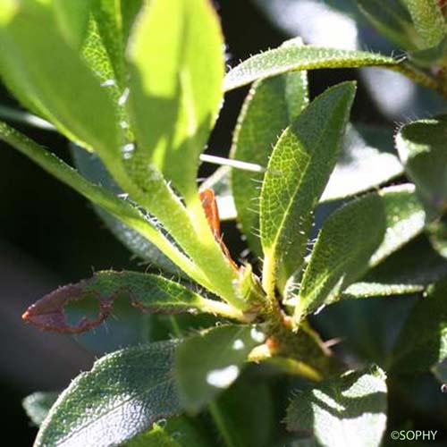 Rhododendron cilié - Rhododendron hirsutum