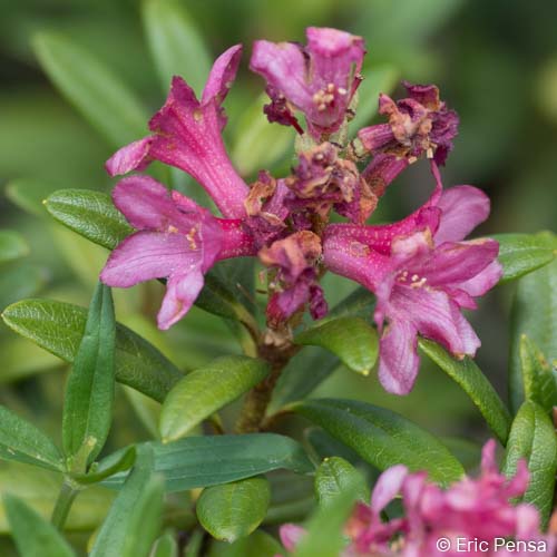 Rhododendron ferrugineux - Rhododendron ferrugineum