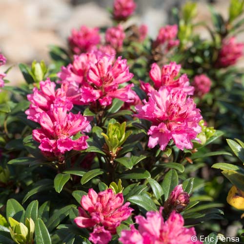 Rhododendron ferrugineux - Rhododendron ferrugineum