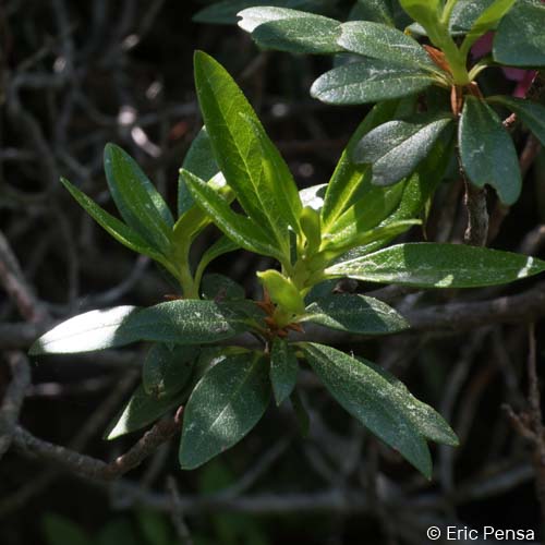 Rhododendron ferrugineux - Rhododendron ferrugineum