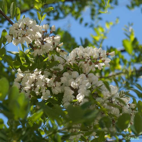 Acacia - Robinia pseudoacacia