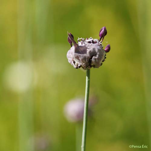 Rocambole - Allium scorodoprasum