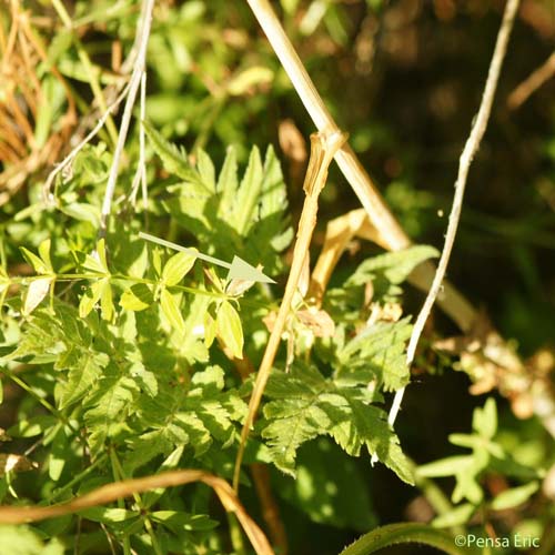 Rocambole - Allium scorodoprasum