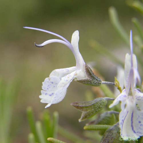 Romarin - Salvia rosmarinus
