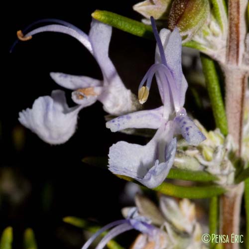 Romarin - Rosmarinus officinalis subsp. officinalis